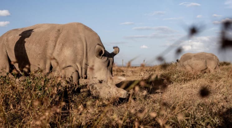 Rhinos grazing in Laikipia open plains