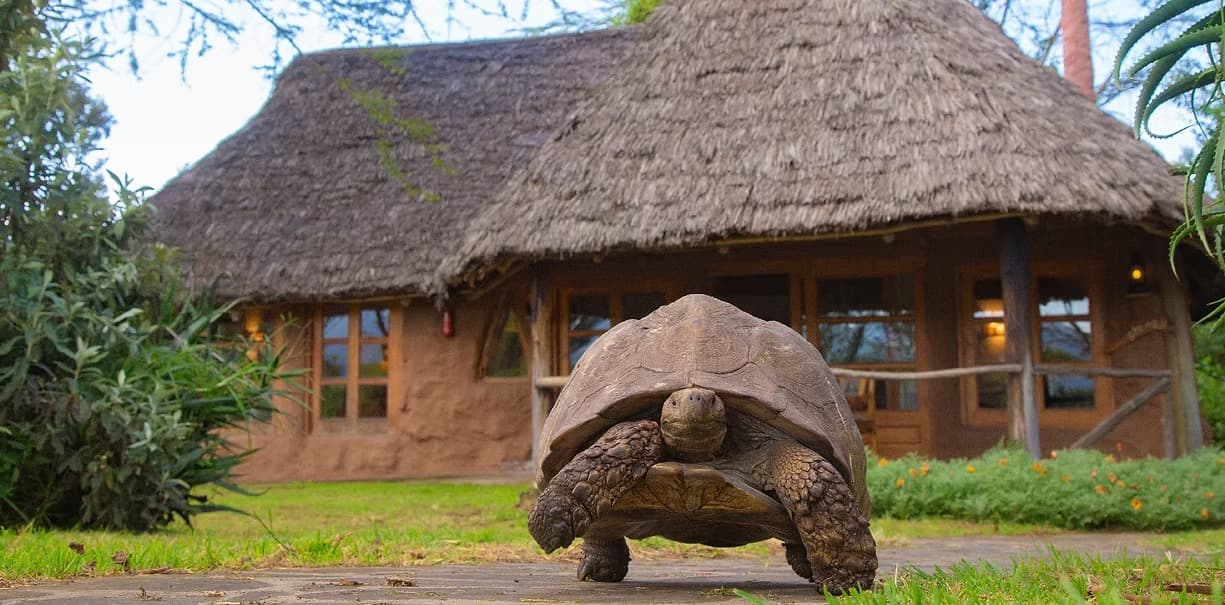 Chui Lodge exterior with tortoise in the garden